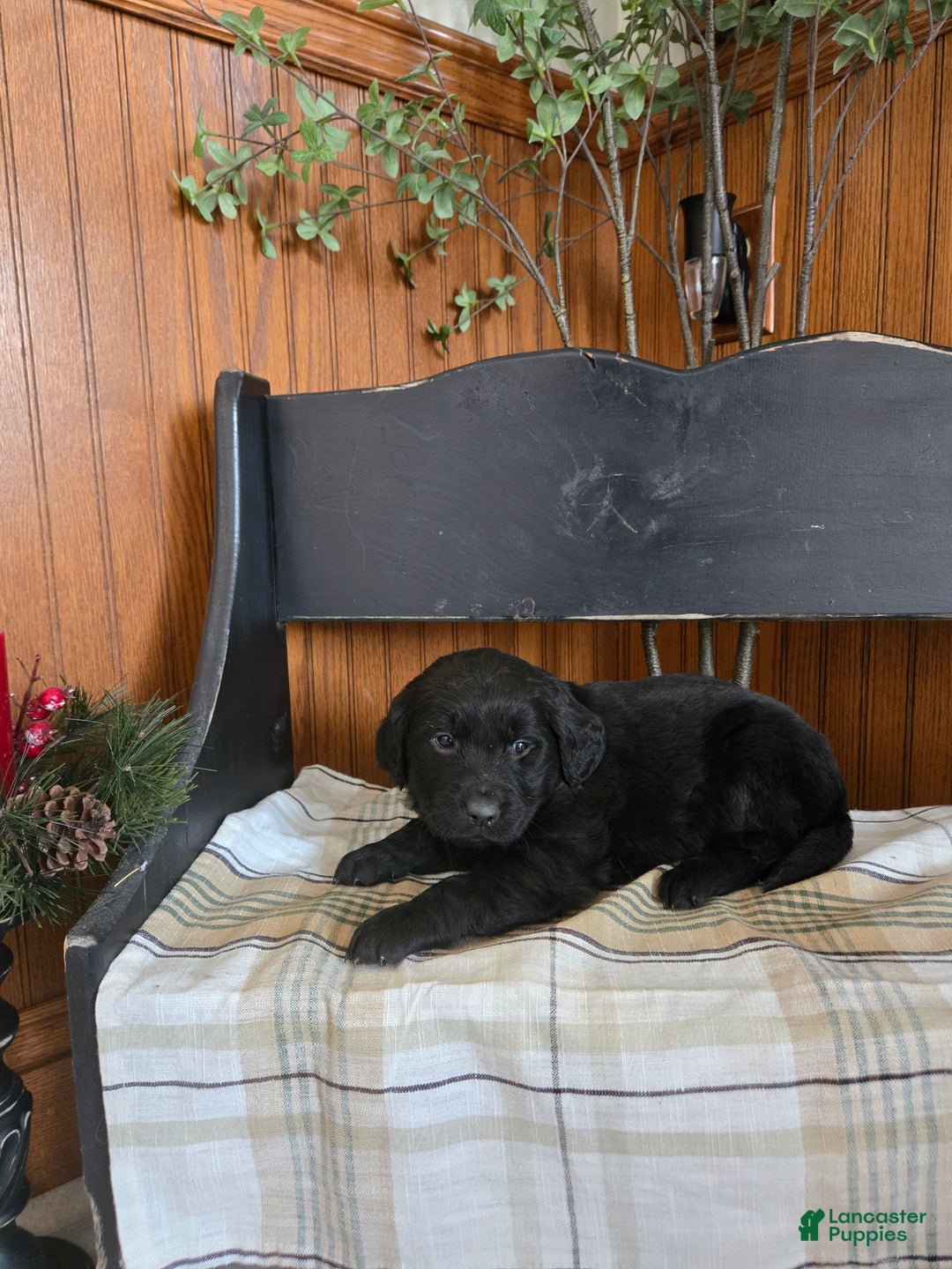 Goldador dogs for sale: Stella  - Ad 3