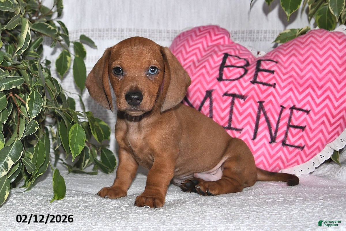 Miniature Dachshund dogs Harry - Ad 26