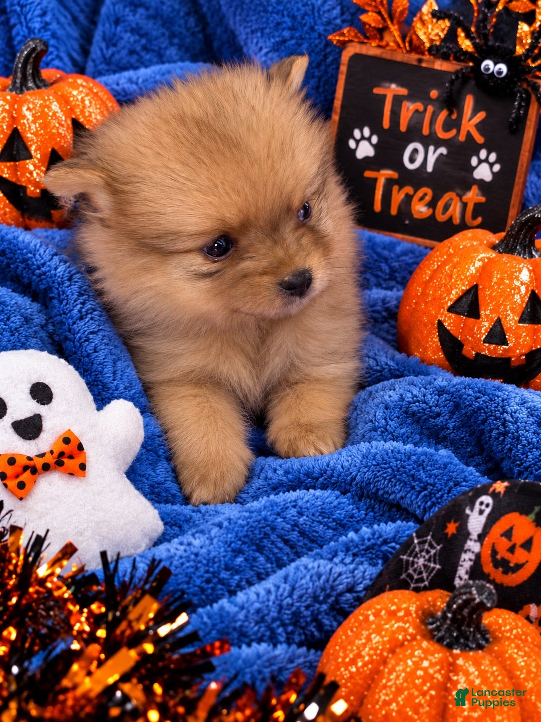 Landon (Pomeranian, Male) in Hawesville, KY