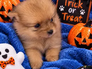 Pomeranian dogs Landon - Ad 2