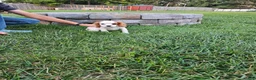 Cavalier King Charles Spaniel dogs for sale: MilkyWay - Ad 22
