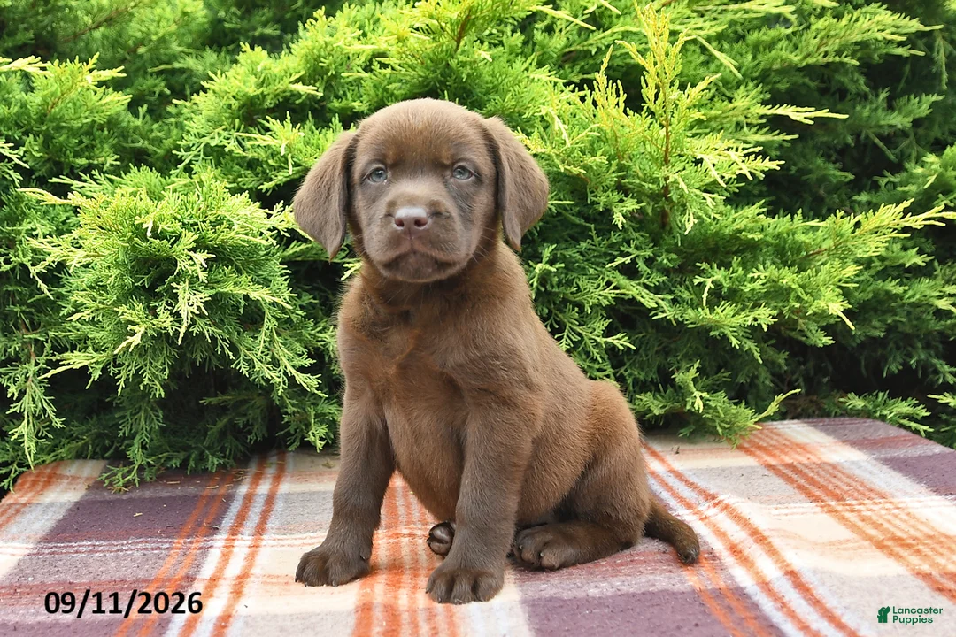 Labrador Retriever dogs for sale: Kelly - Ad 1