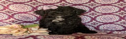 Miniature Poodle dogs for sale: Mable - Ad 2