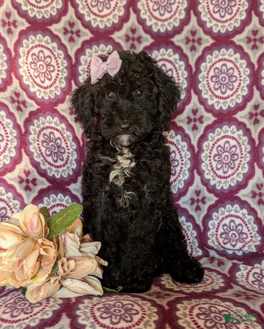 Miniature Poodle dogs for sale: Mable - Ad 2