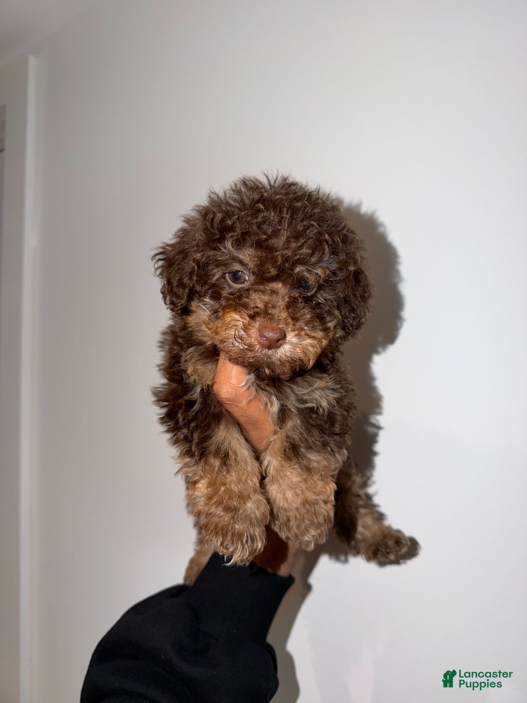 Toy Poodle dogs for sale: Coco - Ad 4