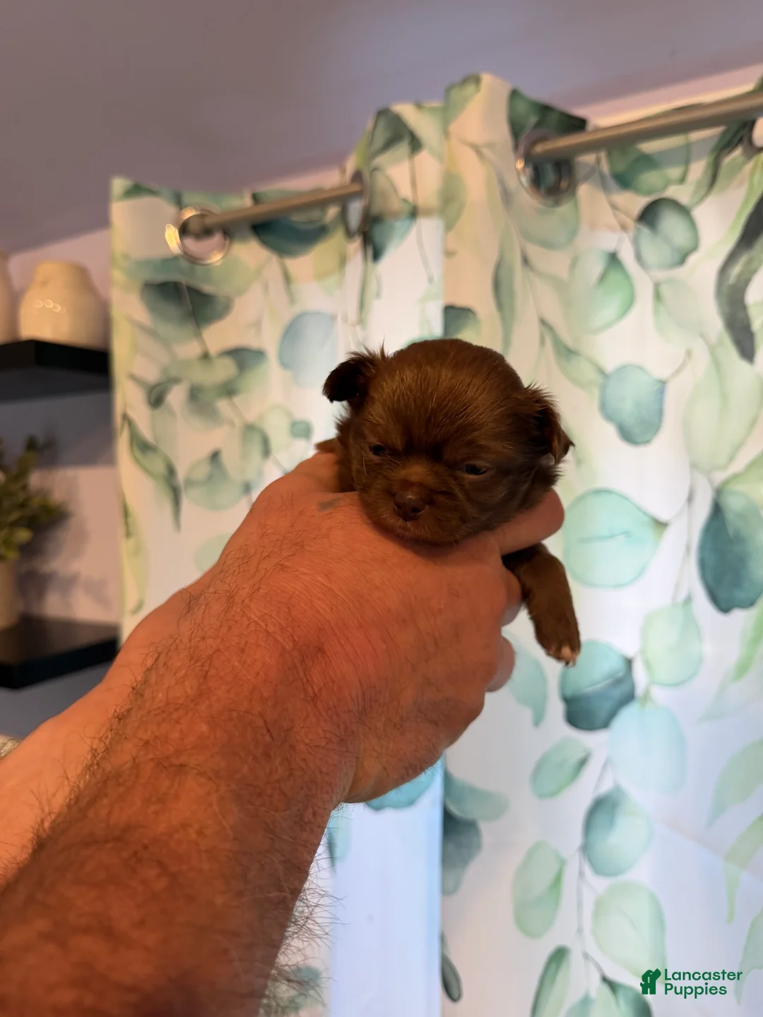 Chihuahua dogs for sale: Bjorn - Ad 2