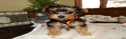 Yorkshire Terrier dogs for sale: Yorkshire Terrier Puppy 1 Toto - Ad 4