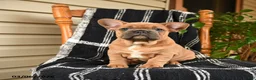 French Bulldog dogs for sale: Eeyore - Ad 1