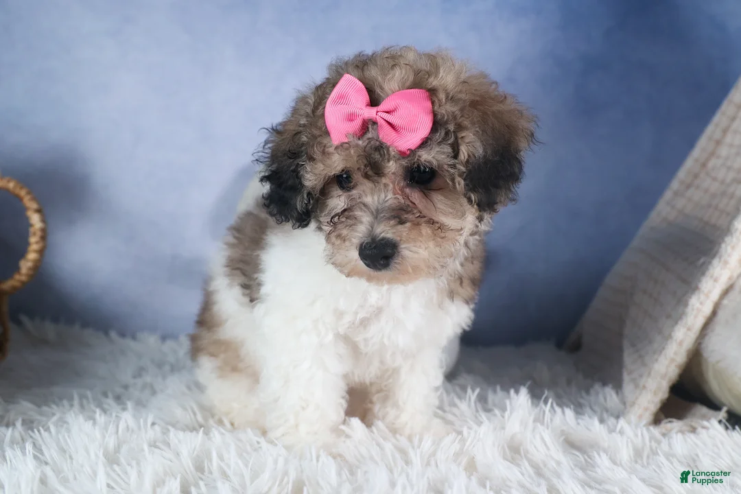 Bichpoo dogs for sale: Sweetheart - Ad 11