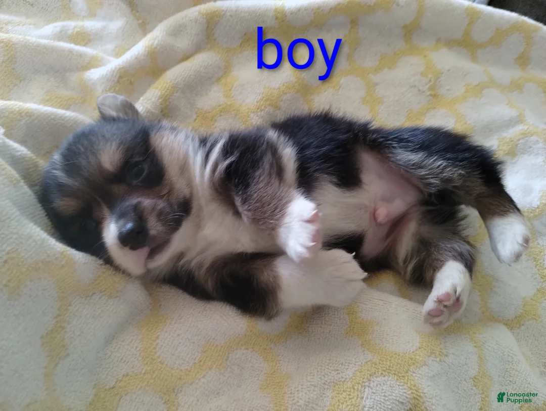 Welsh Corgi Pembroke dogs for sale: Welsh Corgi Pembroke Puppy 1 - Ad 1