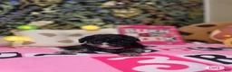 Toy Poodle dogs for sale: Sally - Ad 3