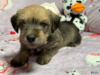 Mixed Breed dogs Salena - Ad 15