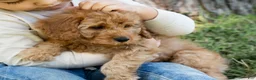 Goldendoodle dogs for sale: Muffin - Ad 4