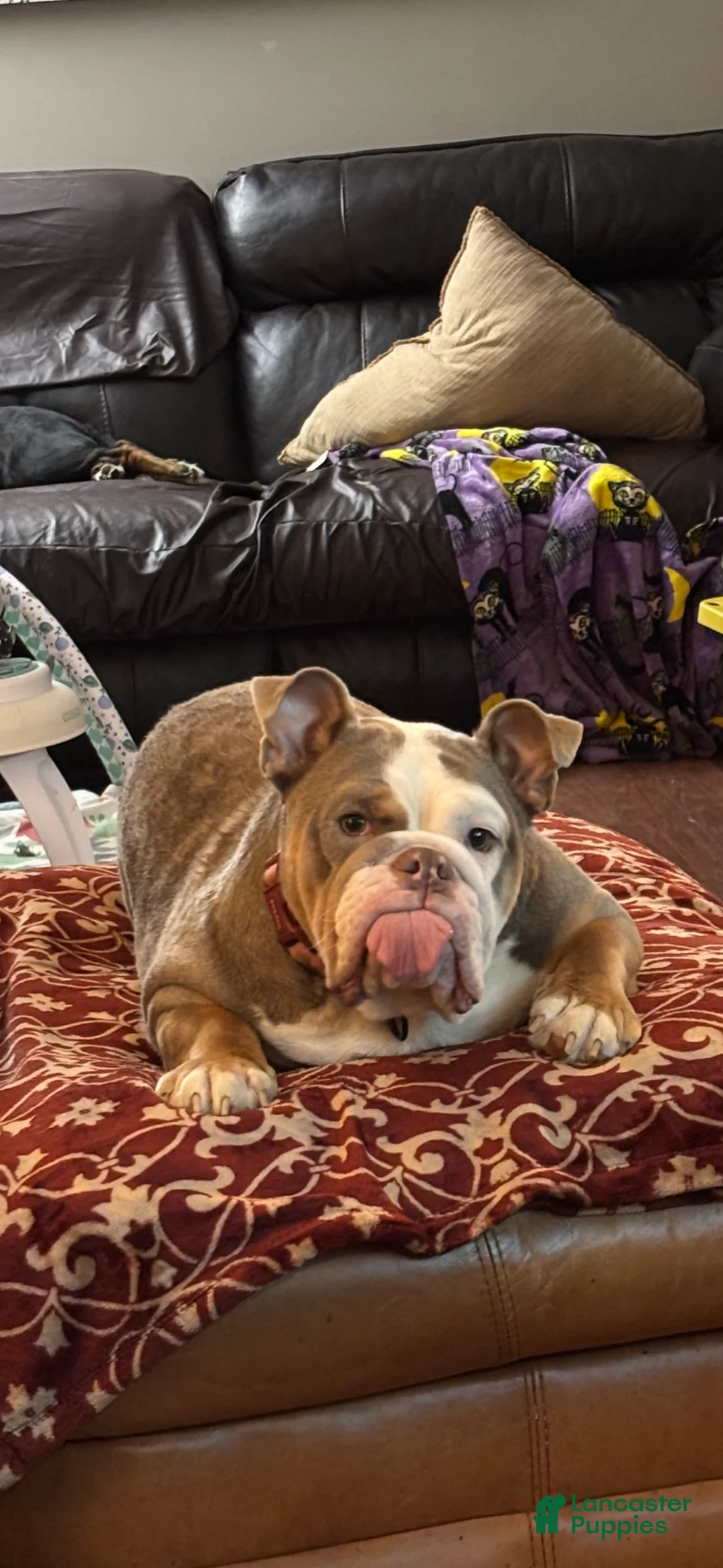 English Bulldog dogs for sale: Gemma  - Ad 2