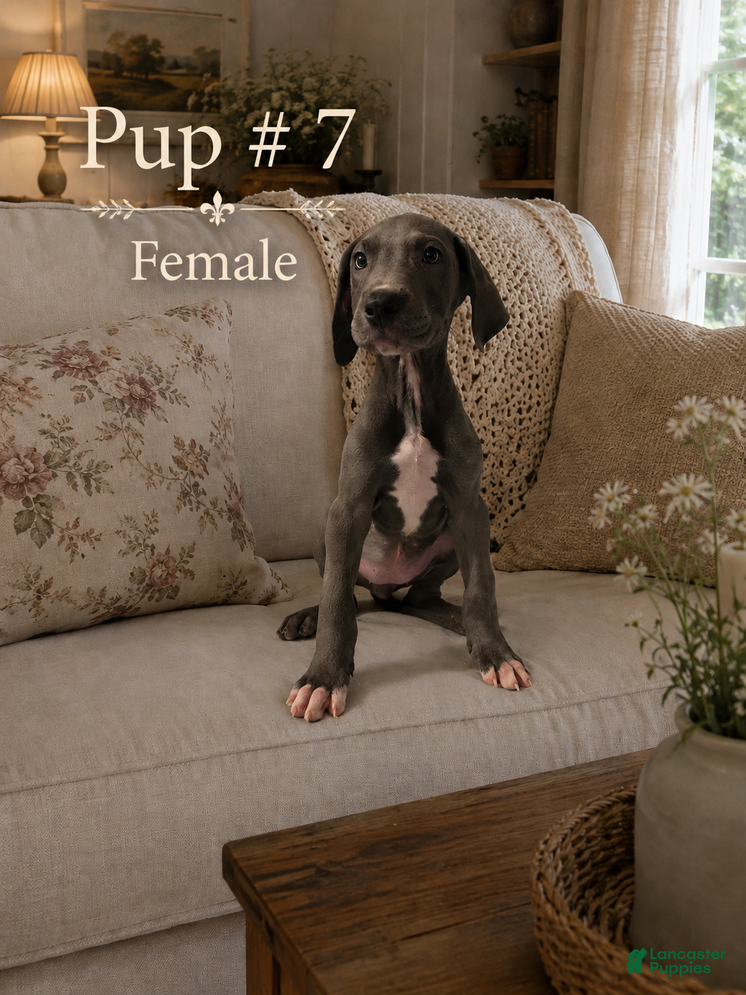 Great Dane dogs Great Dane 7 - Ad 5