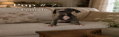 Great Dane 7