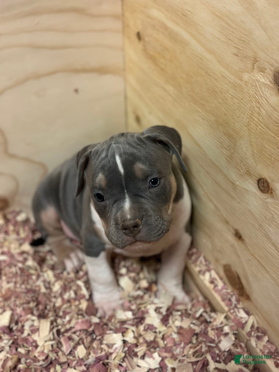 Gallery Image {{count}}