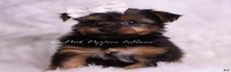 Yorkshire Terrier dogs for sale: Skeeter - Ad 1