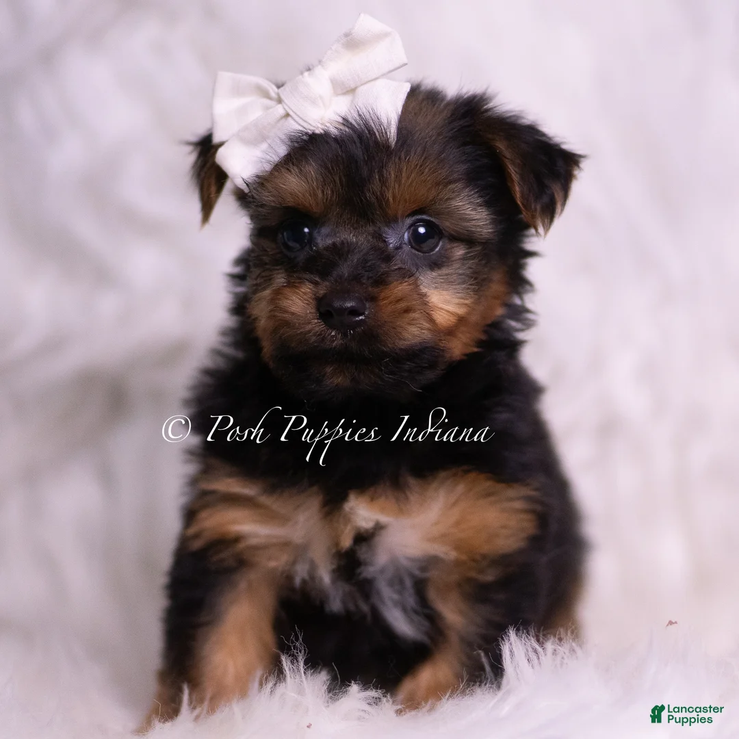 Yorkshire Terrier dogs for sale: Skeeter - Ad 1