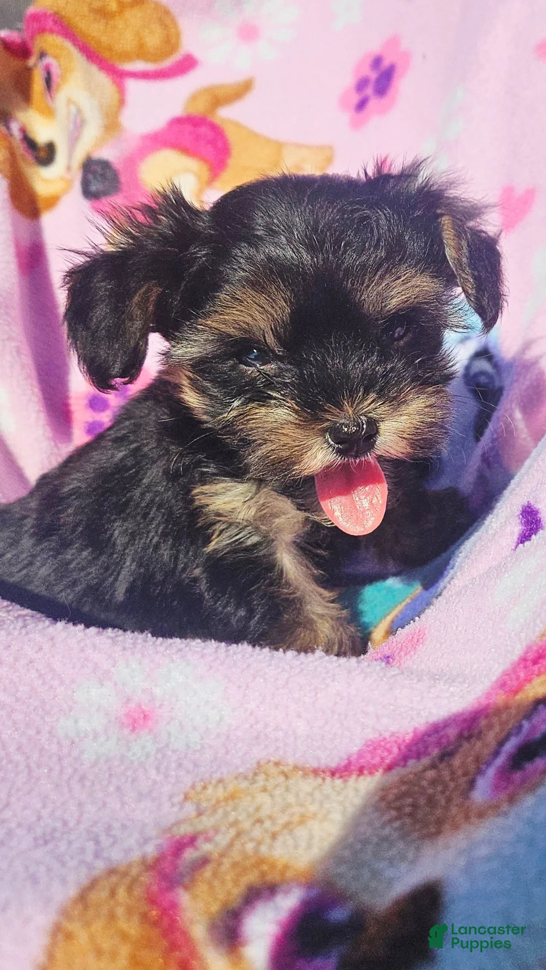 Morkie dogs for sale: Molly  - Ad 2
