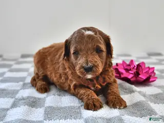 Mini Goldendoodle dogs Biscuit - Ad 13