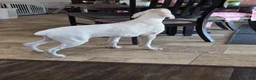 Boxer dogs for sale: Sam - Ad 5