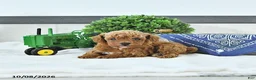 Toy Poodle dogs for sale: Thomas - Ad 1