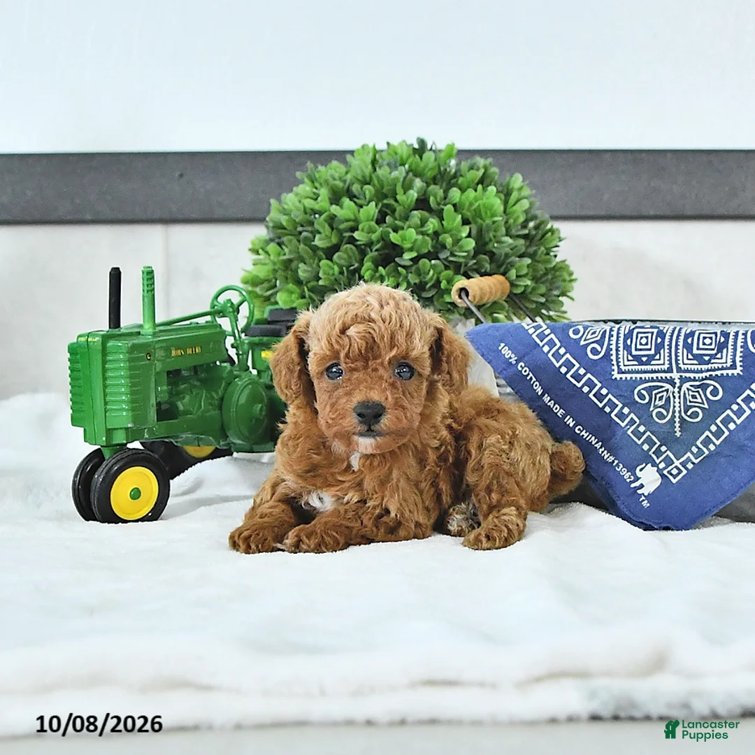 Toy Poodle dogs for sale: Thomas - Ad 1