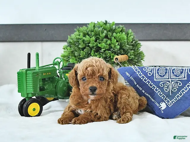 Toy Poodle dogs Thomas - Ad 1