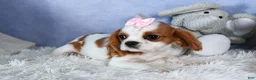 Cavalier King Charles Spaniel dogs for sale: Patsy - Ad 14