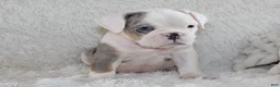 English Bulldog dogs for sale: Hayes - Ad 5