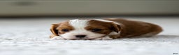 Cavalier King Charles Spaniel dogs for sale: Millie the Cavalier King Charles Spaniel - Ad 2