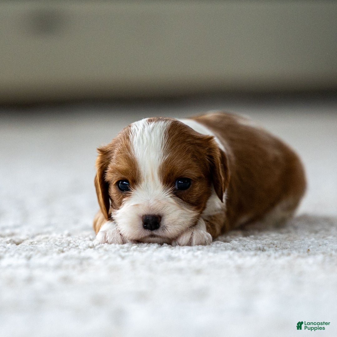 Cavalier King Charles Spaniel dogs for sale: Millie the Cavalier King Charles Spaniel - Ad 2