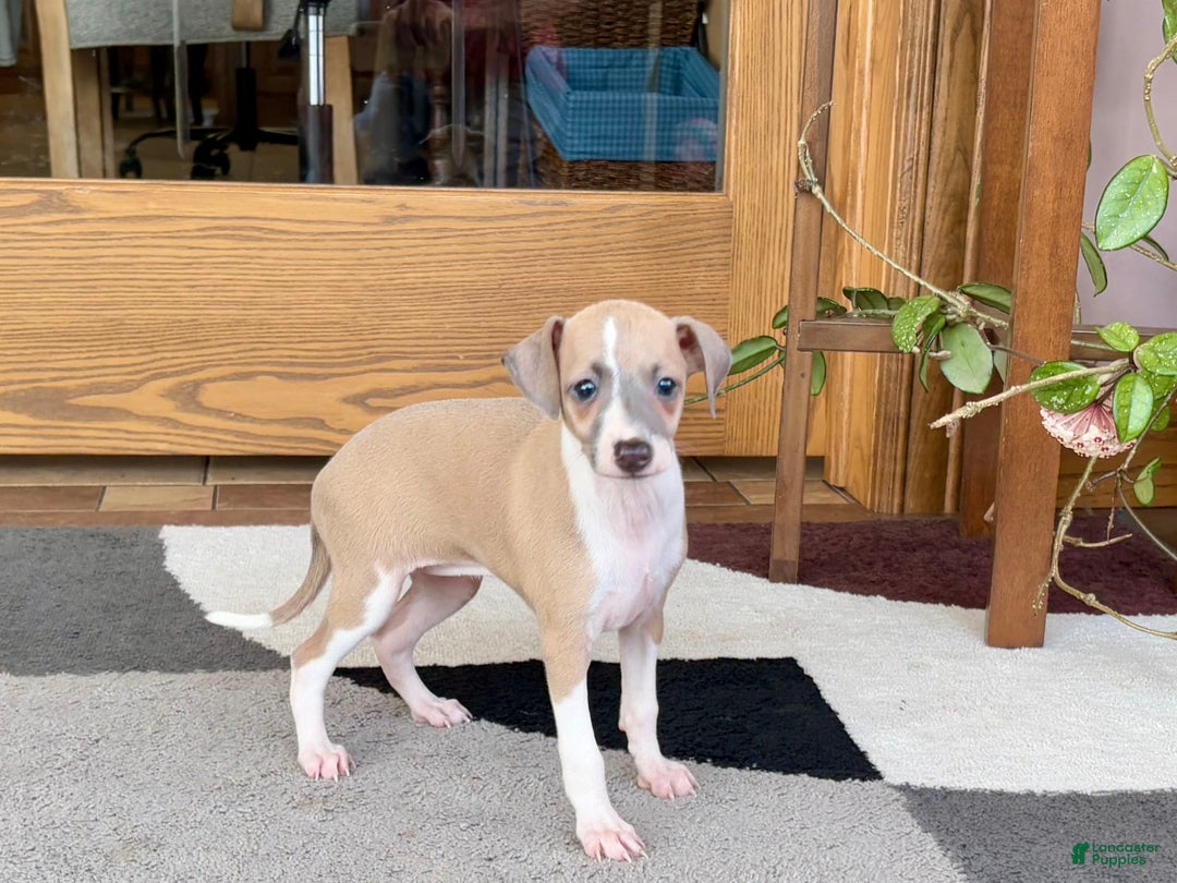 Italian Greyhound dogs for sale: Trina - Ad 1