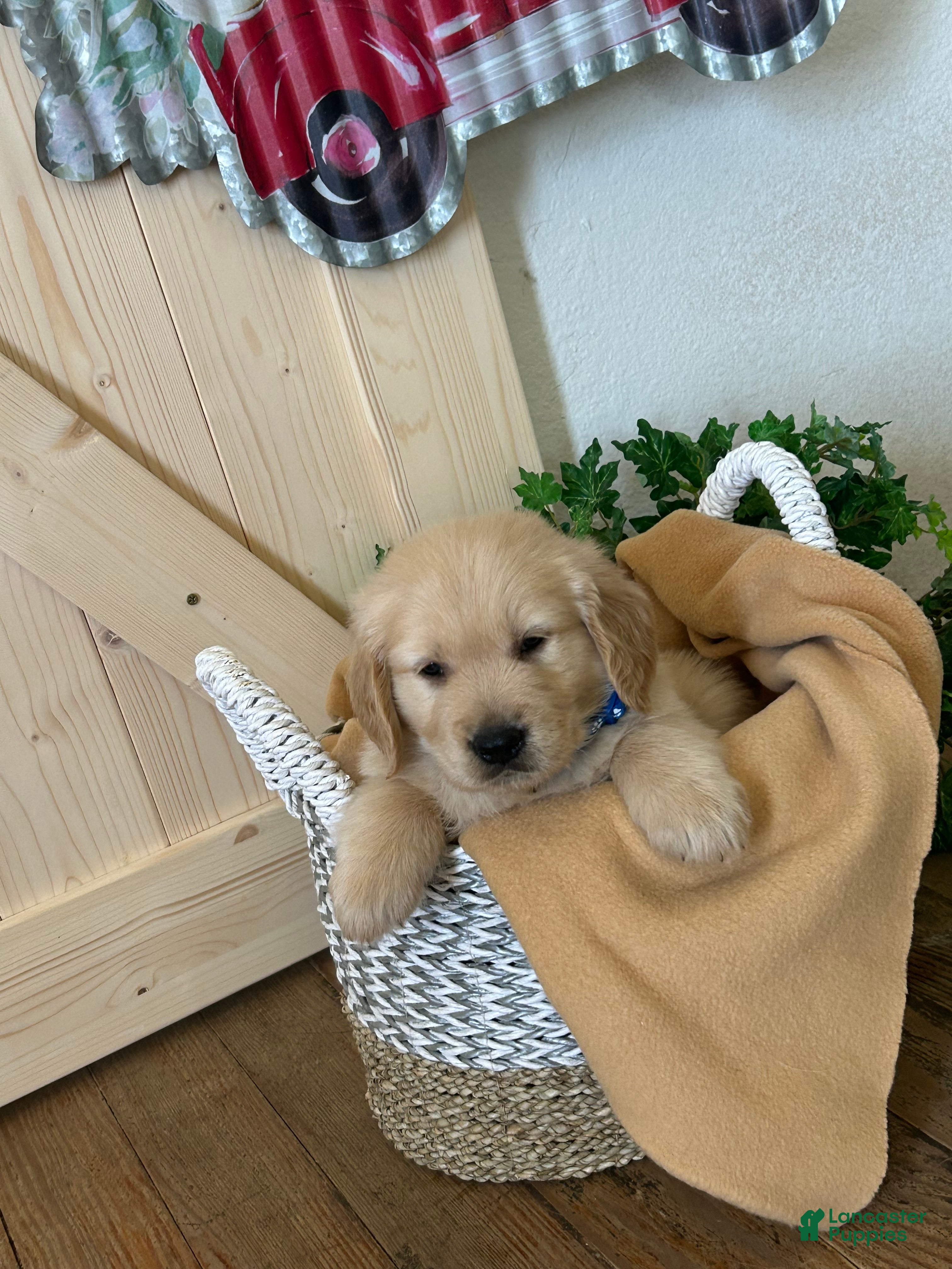 Golden Retriever dogs Golden Retriever 2 / Biscuit  - Ad 1
