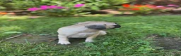 Frug dogs for sale: Frug 4 - Ad 5
