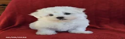 Maltese dogs for sale: Lance  - Ad 3