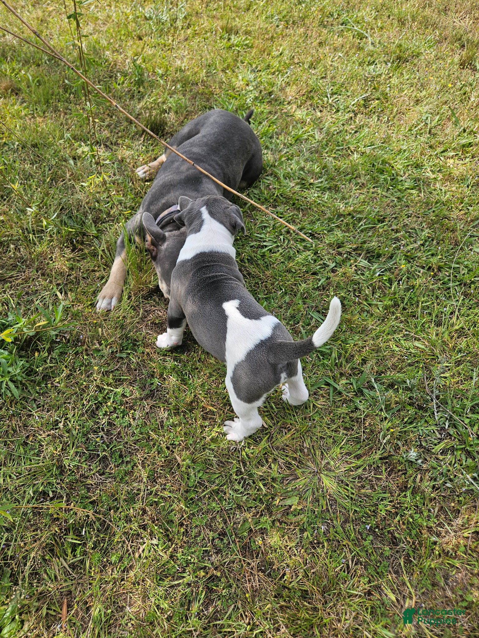 Mixed Breed dogs Tsunami - Ad 2