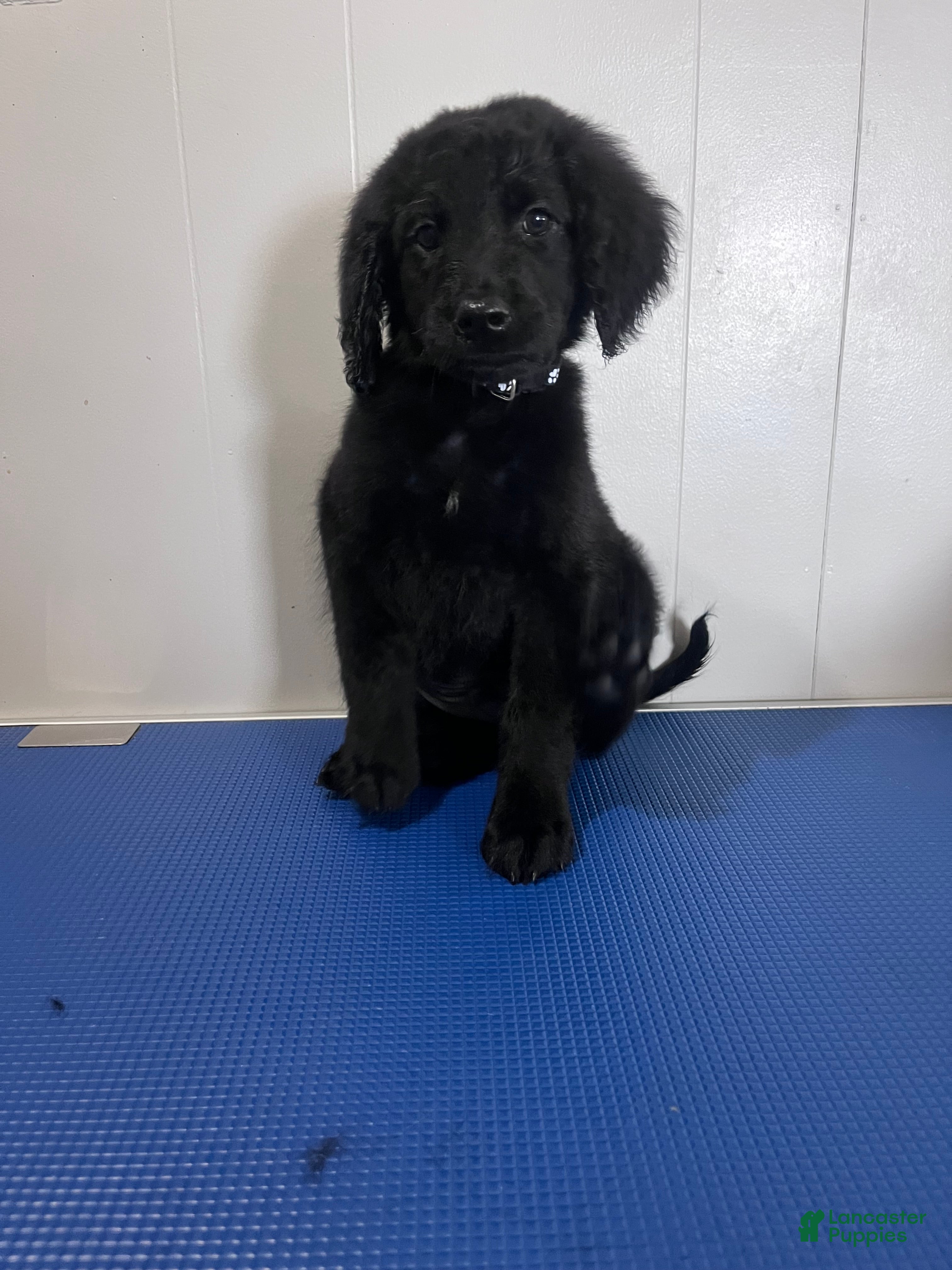 Goldendoodle dogs Black - Ad 2