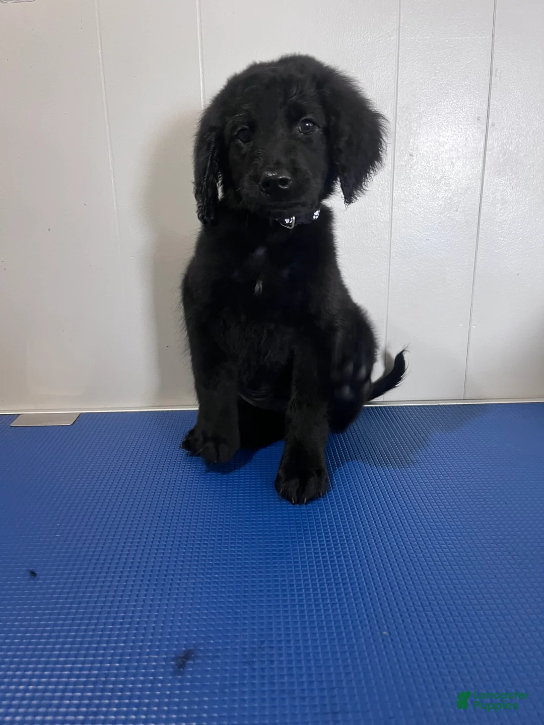 Goldendoodle dogs for sale: Black - Ad 2