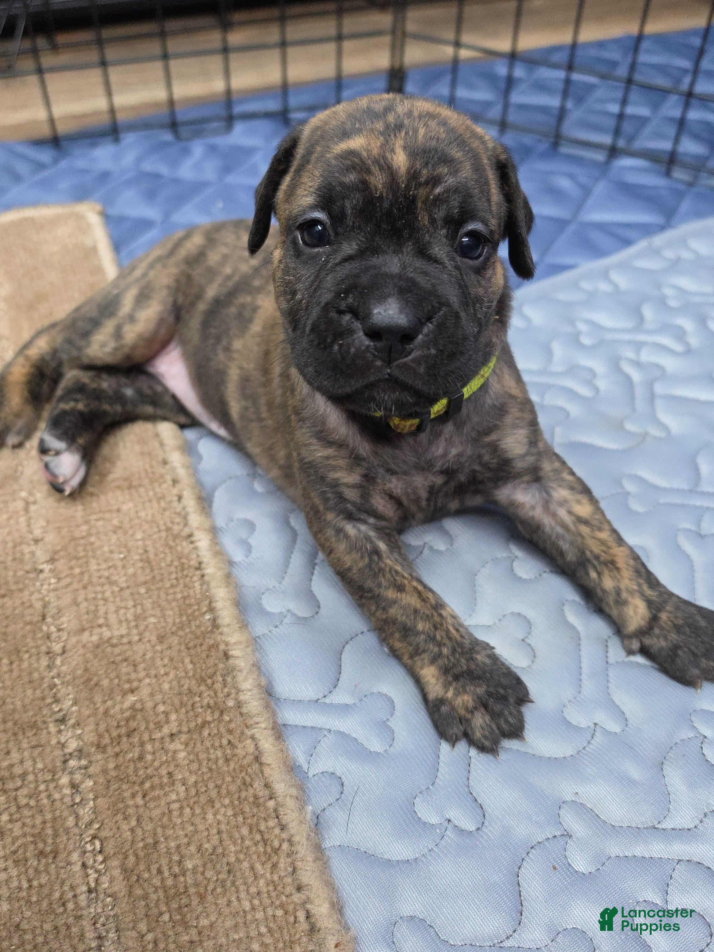 Cane Corso dogs Cane Corso Puppy 1 - Ad 21