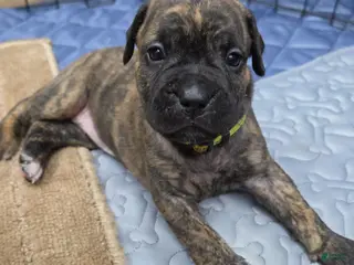 Cane Corso dogs Cane Corso Puppy 1 - Ad 4