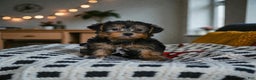 Yorkshire Terrier dogs for sale: LUCY - Ad 9