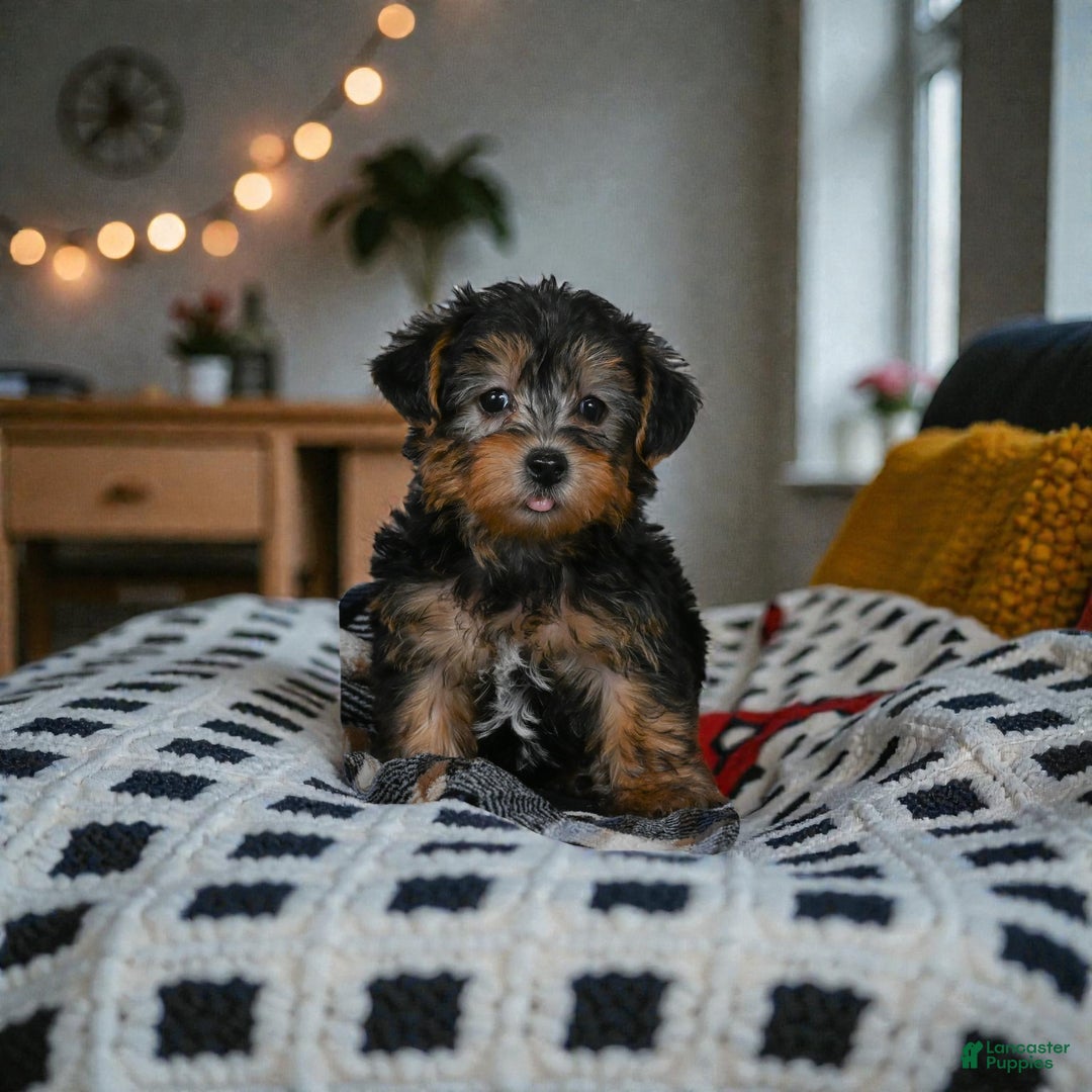 Yorkshire Terrier dogs for sale: LUCY - Ad 9