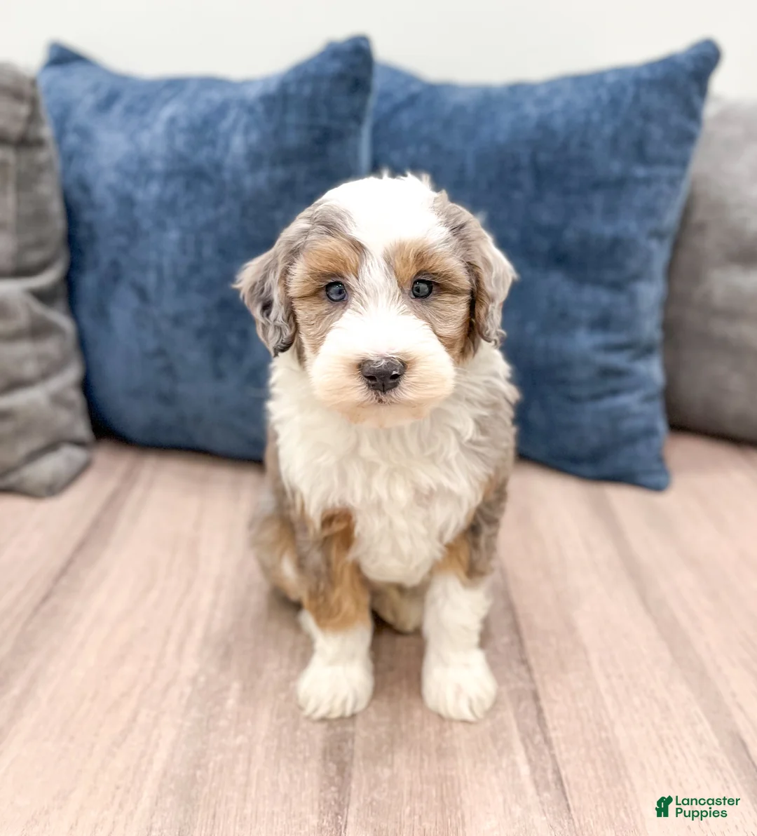 Mini Sheepadoodle dogs for sale: Elliot - Ad 1