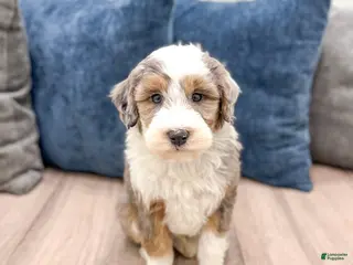 Mini Sheepadoodle dogs for sale: Elliot - Ad 2