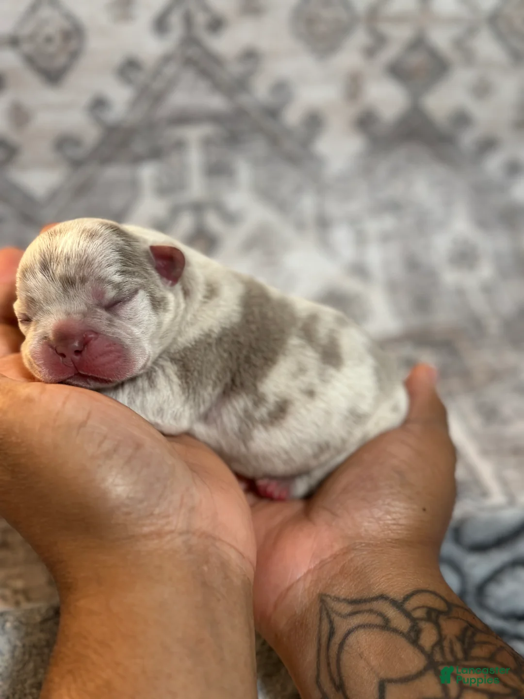 French Bulldog dogs for sale: Biggie - Ad 1