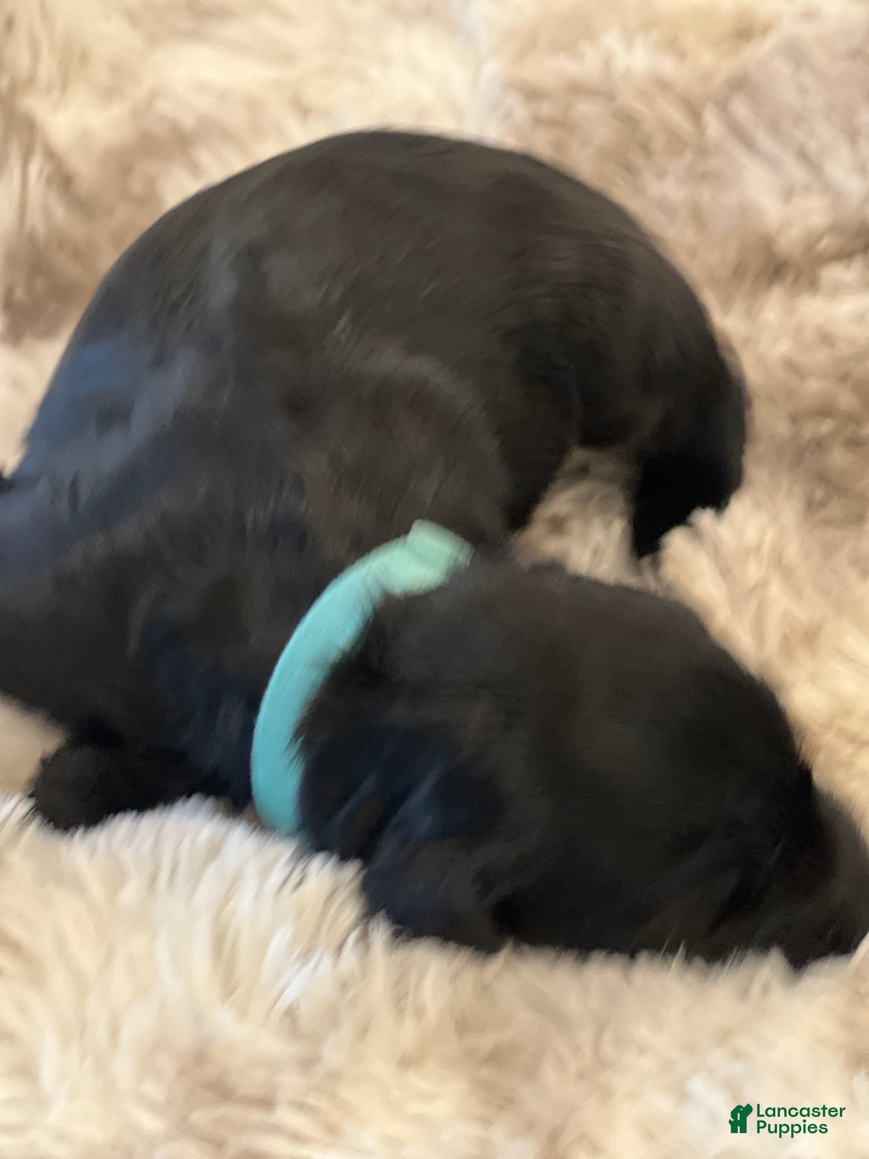 Giant Schnauzer dogs Edmund - Ad 2