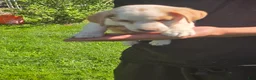 Jack Russell Terrier dogs for sale: Jack Russell Terrier 4 - Ad 14