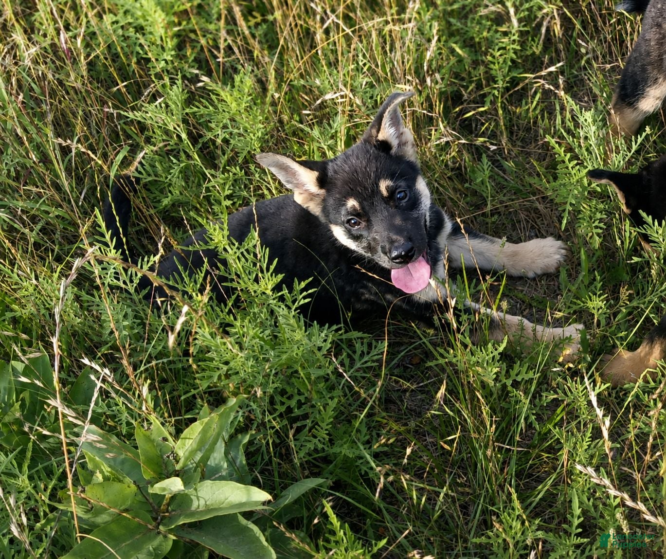 German Shepherd dogs Cyclops - Ad 10